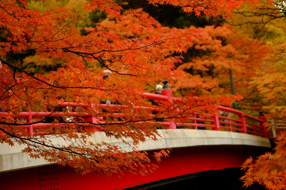 Nakano Momiji Mountain (autumn)